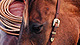 Waterfall Picnic Horseback Ride