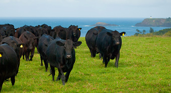 Princeville Ranch Kauai