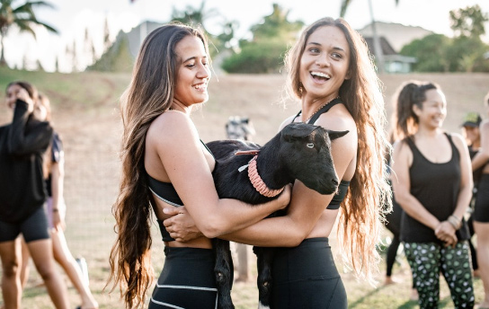 Kauai Activity - Goat Yoga (Group Session)