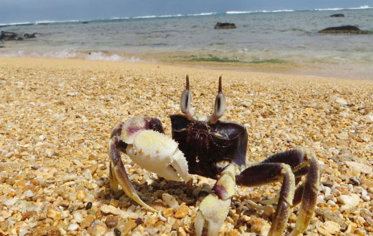 Kauai Activity - North Shore Coastal Wildlife Hike