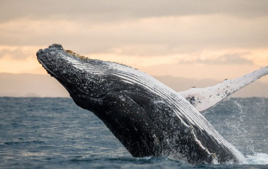 Kauai Activity - Humpback Whale Watching Adventure